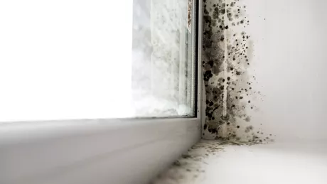 Cum scapi de mucegaiul negru din baie. Acesta reprezintă un mare pericol pentru sănătate