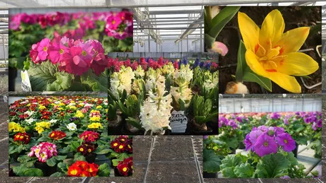 Zeci de mii de flori pregătite să aducă zâmbete pe buzele ieșenilor Plantele îngrijite de angajații municipalității vor fi puse în patru tranșe Lalele mușcate sau zambile scoase la vânzare pentru doritori