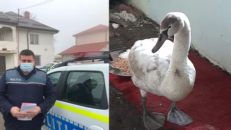 Poliţiştii ieşeni au salvat mai multe lebede. Înaripatele au fost predate în siguranţă la USAMV Iași - FOTO VIDEO