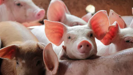 Crescătorii de suine din Iași au solicitat 120.000 de euro fonduri europene pentru prevenirea pestei porcine. AFIR va demara plățile în următoarea perioadă