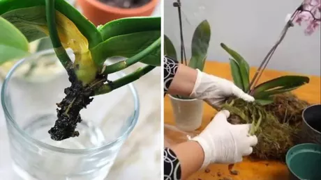 Cum poți să salvezi o orhidee ofilită. Iată ce truc simplu trebuie să aplici