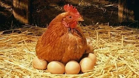 Câte ouă se pun sub cloșca găină. Cum să îți crești productivitatea