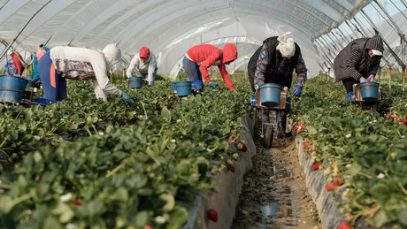 O firmă din Spania caută 900 de români care să lucreze la cules de fructe în sere. Ieșenii pot pleca să muncească în străinătate în plină pandemie COVID-19