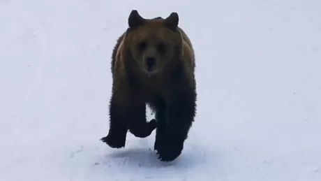 Un schior din Predeal a filmat un urs care se afla pe urmele lui. Totul a avut loc pe pârtia Cocoșul - VIDEO