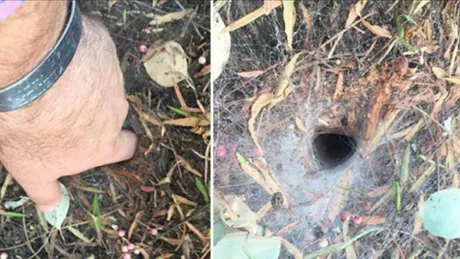 A riscat o înțepătură de păianjen după ce a băgat degetul într-o gaură în pământ