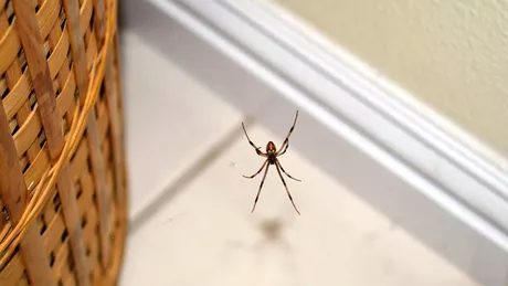 Cum scapi de păianjeni dacă ți-au invadat locuința. Cele mai eficiente metode naturale care nu necesită chimicale