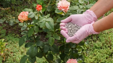 Fertilizare pentru trandafiri - Ce îngrăşământ să alegi