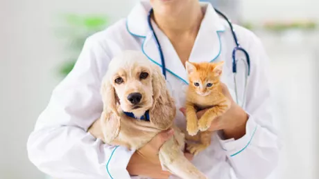 Lista cabinetelor veterinare din Iași. Program doctori și adrese