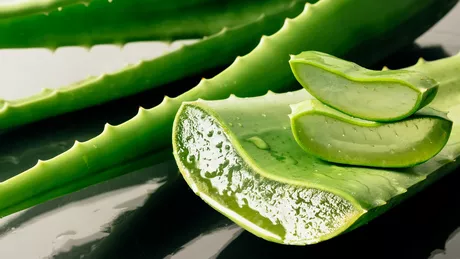 Aloe Vera Beneficii și proprietăți ale plantei minune