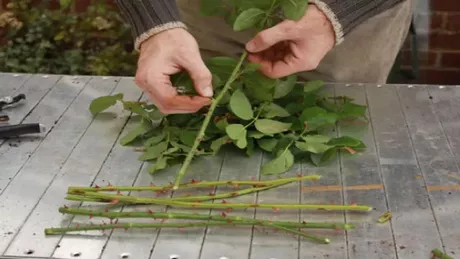 Metodă de înmulțire la trandafiri folosind cartofi. Reguli