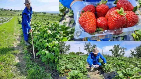 A plecat în Italia crezând că va trăi pe picior mare dar s-a întors la Iași și jură că niciodată nu-i mai trebuie străinătate. Acum lucrează pe o plantație de căpșuni din județ și este mai fericit ca oricând