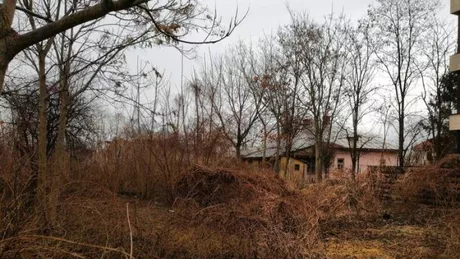 Arbore de 30 de metri lăsat peste o casă din satul Prisecani - EXCLUSIV
