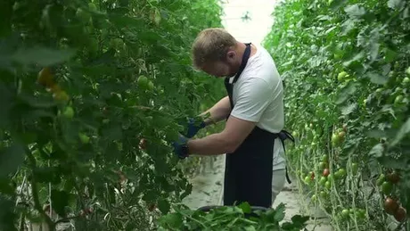 Un tânăr din Iași care a muncit în Anglia vrea să devină fermier în comuna natală. Claudiu s-a săturat să lucreze în construcții și vrea să facă bani din legumicultură