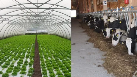 Micile ferme de familie din județul Iași finanțate cu zeci de mii de euro Agricultorii deschid afaceri cu bovine și înființează sere cu legume cu bani europeni