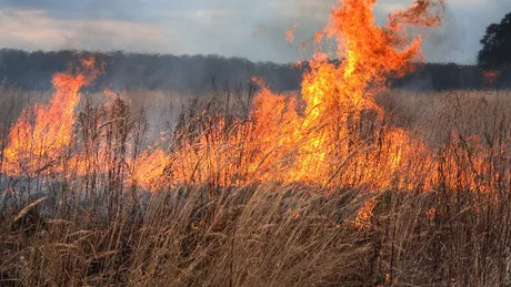 Incendiu de vegetație uscată în Iași - EXCLUSIV