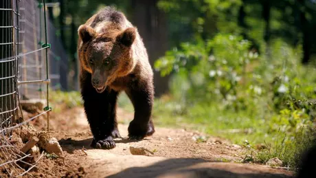 Ciobanul din Mureș căutat după atacul ursului de la stână a fost găsit mort