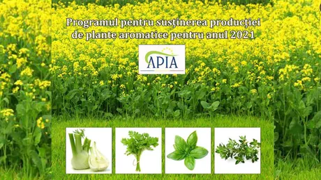 Ieșenii nu sunt interesați de programul pentru plante aromatice Fermierii au solicitat de la APIA ajutoare în valoare de 20.000 de euro cele mai multe pentru culturile de muștar