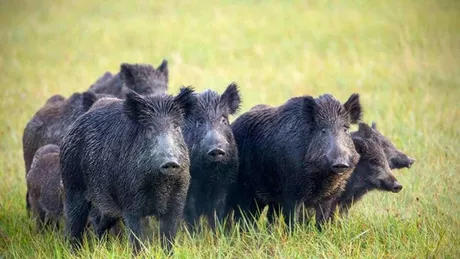 Alertă maximă la Iași Noi cazuri de pestă porcină africană descoperite la porcii mistreți Focarele din gospodăriile ieșenilor au fost închise în totalitate