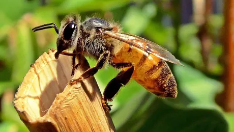 Primul ajutor în caz de înţepătură de albină. Ce ai de făcut