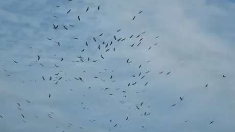 Imagine surprinzătoare Au plecat berzele din Iași. Stoluri mari de păsări au fost văzute în județ