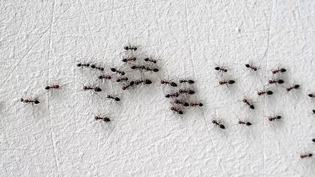 Cum scapi de furnici Cinci soluții eficiente care te vor ajuta să scapi definitiv de aceste insecte