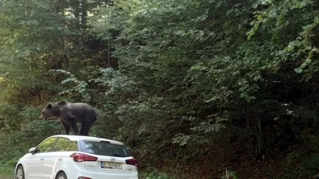 Cum a fost fotografiat un urs pe un traseu din Munții Făgăraș Gestul făcut a surprins pe toată lumea