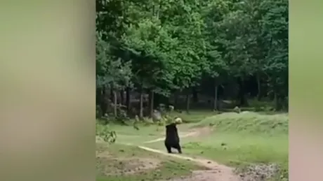 O ursoaică a furat mingea de fotbal a unor copii pentru a se juca împreună cu puiul ei - VIDEO VIRAL