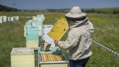 Apicultorii din Iași pot depune cererile pentru obținerea ajutorului de minimis. Direcția Agricolă va primi documentele începând cu luna noiembrie