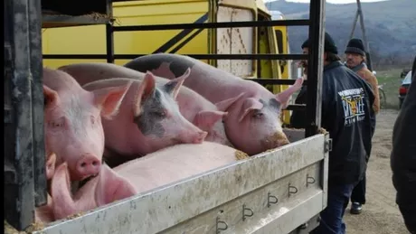 DSVSA Iași atenționează că vânzarea sau cumpărarea porcilor fără acte este una dintre principalele cauze ale răspândirii pestei porcine africane