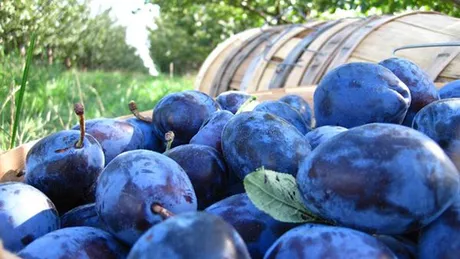 Care sunt cele mai bune soiuri de prune pentru țuică Sfaturi de la specialiști