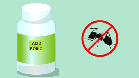 Acid boric pentru gândaci Cum să scapi de această problemă în doar câteva zile