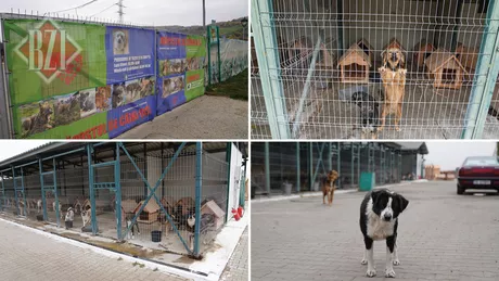 Peste 1.000 de suflete de la padocul Tomești așteaptă să primească o casă Zilnic sunt abandonați la poarta adăpostului zeci de câini unii în stare critică