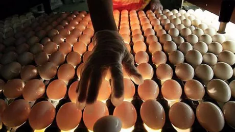 De ce mor puii în ou la clocitoare Cauze care duc la decesul puilor