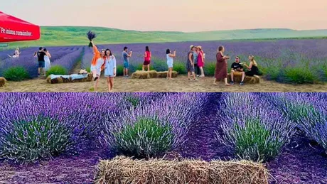 A văzut o plantație în Franța și s-a întors în Iași pentru a înființa una la fel Cei care văd pentru prima dată plantele răsfirate fac fotografii și le pun pe Facebook sau Instagram. Monica Balla Încercăm să facem totul manual