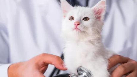 Parvoviroză pisici Cauze simptome și tratament
