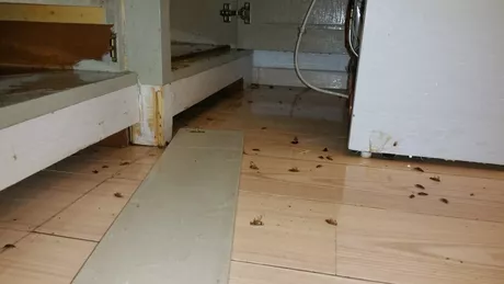 Cum scapi de gândacii de bucătărie Soluții pentru a scăpa de musafirii nepoftiți