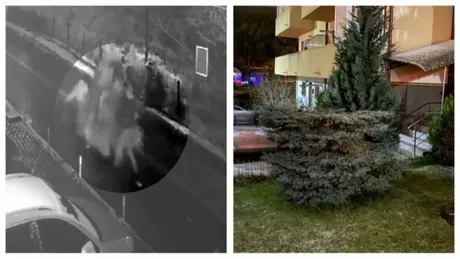 Doi tineri au tăiat bradul din fața blocului pentru a avea pom de sărbători - FOTO VIDEO