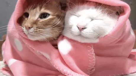 Cele mai drăguțe poze cu pisici faimoase. Garfi și Shironeko feline la poli opuși