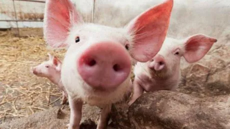 Un lider UDMR susţine că circulă un fake news legat de controversata Lege a porcului