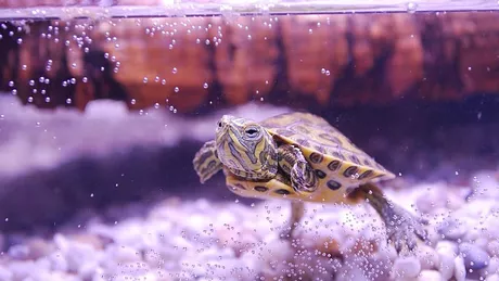 Totul despre amenajarea acvariului unei broaște țestoase Iată cum să ai grijă de animalul tău de companie