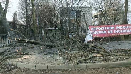 Drumul spre Aeroportul Internaţional Iaşi blocat. Un copac căzut a încurcat circulaţia - EXCLUSIV FOTO