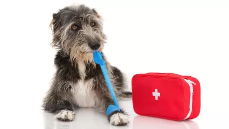 Aerius este recomandat pentru câini Află ce trebuie să conțină trusa de prim ajutor pentru animalul tău de companie