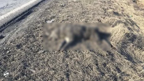 Câini morți pe marginea unui drum european din Cluj lăsați de izbeliște