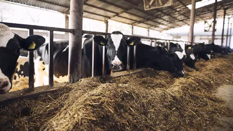 Crescătorii de bovine din Iași pot solicita ajutorul Covid-19 în luna aprilie 2022