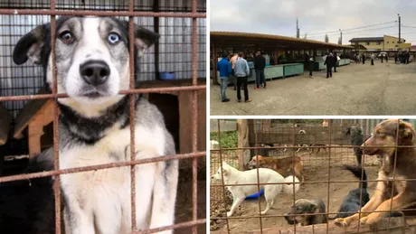 Sancțiuni din partea Poliției Animalelor din Iași pentru înstrăinarea animalelor fără actele necesare