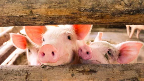 Cât rezistă virusul pestei porcine africane și cum se poate transmite Află totul de la specialiști