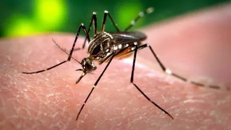 Cercetătorii avertizează că ar putea apărea o nouă epidemie. Ce este virusul Zika