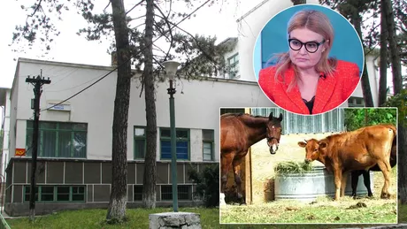 Dispariție misterioasă la Spitalul Socola din Iași Unde sunt vacile și calul de la ferma Secției Exterioare Bârnova