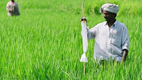 India a interzis exportul de grâu iar prețul acestuia a urcat considerabil