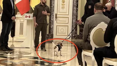 Patron câinele care ajuta soldaţii ucraineni a fost decorat de preşedintele Volodimir Zelenski - FOTO VIDEO